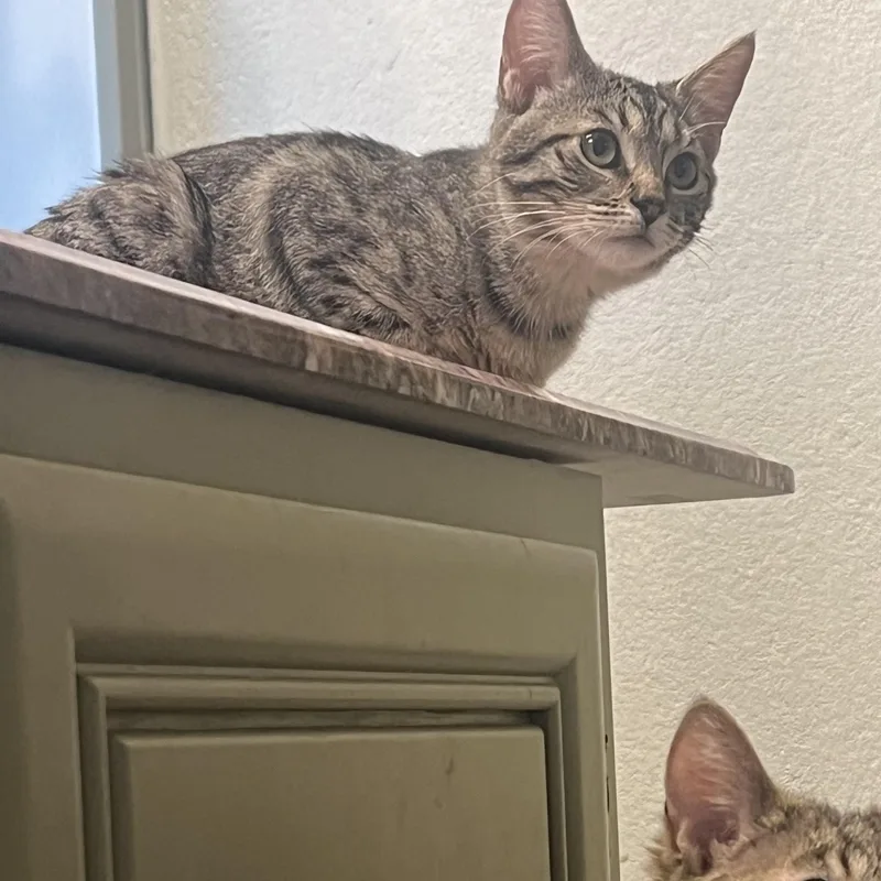 Julietta thumbnail 4