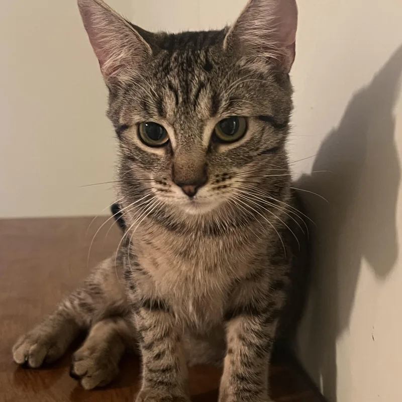 A baby small-sized female Tabby (Gray / Blue / Silver) Tabby cat named Julietta for adoption in Palm Desert, CA