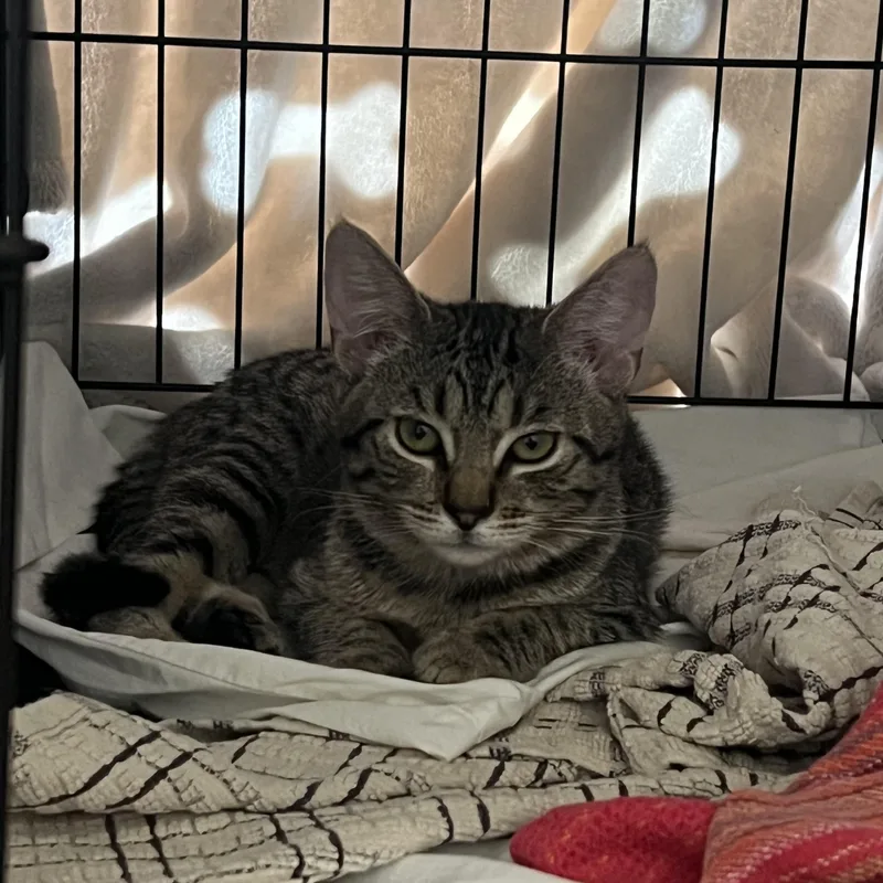 Julietta thumbnail 5