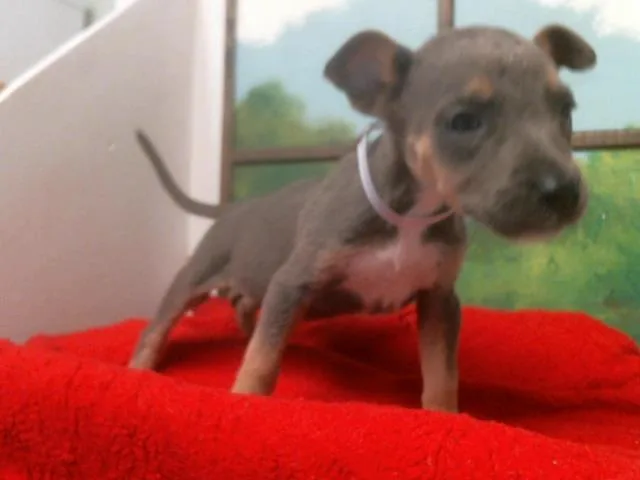 A baby small-sized female American Staffordshire Terrier dog named Valeria for adoption in Houston, TX