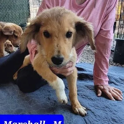 A baby small-sized male Mixed Breed dog named Marshall for adoption in Knoxville, TN