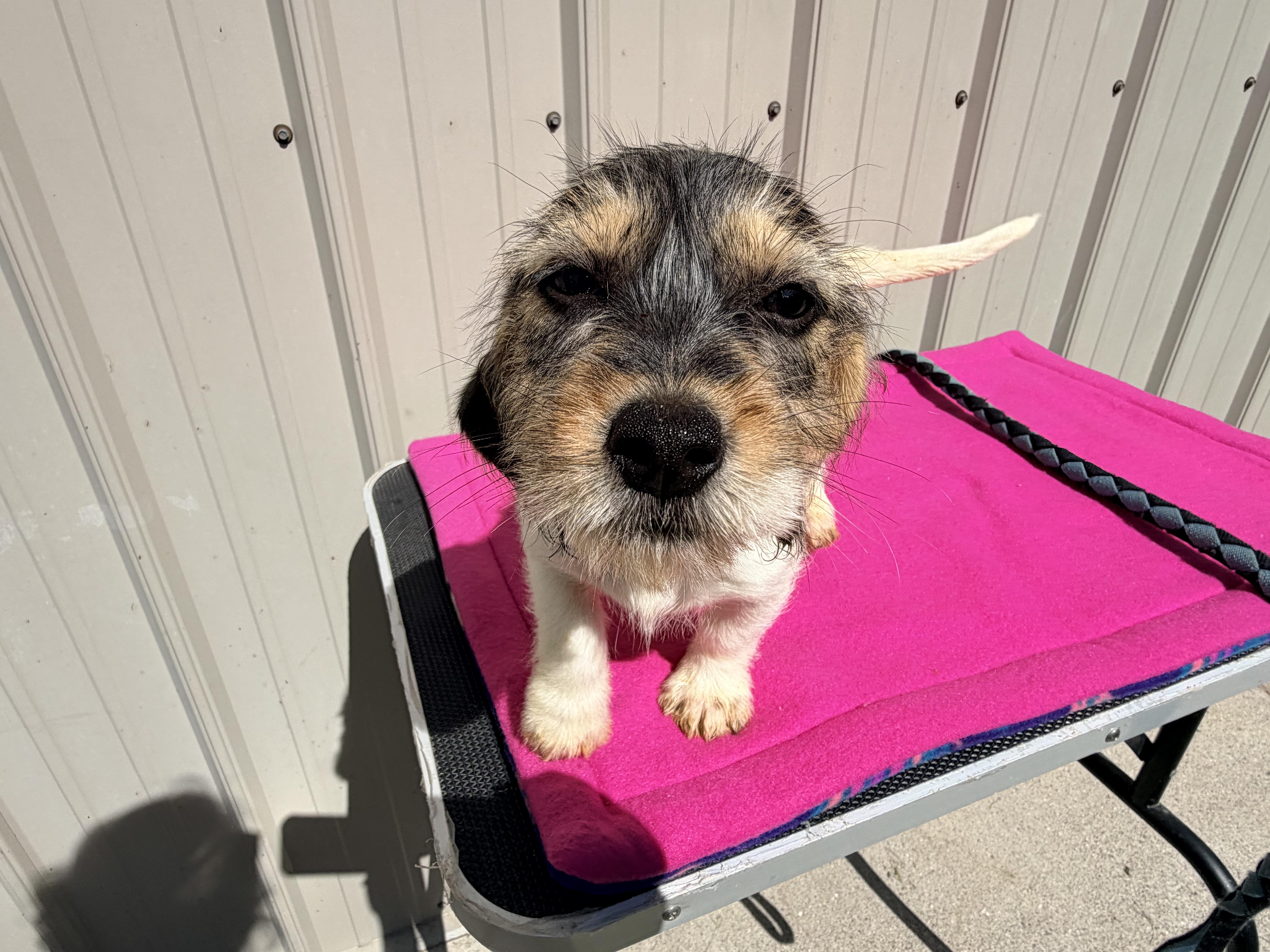 A baby small-sized female Brown / Chocolate Beagle dog named Joy for adoption in Logan, OH
