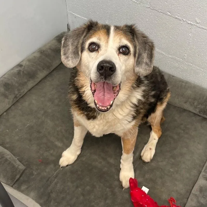 A senior medium-sized male Australian Shepherd dog named Rufus for adoption in Roanoke, VA