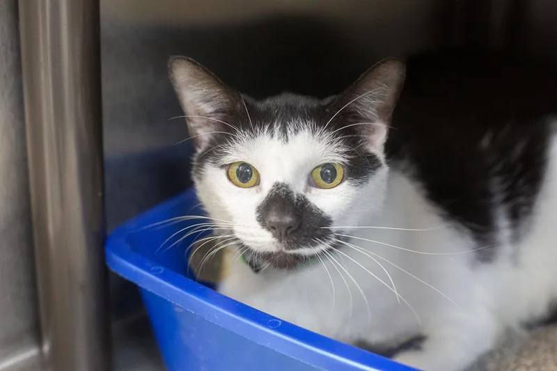 An adult large-sized male Domestic Short Hair cat named Mojo for adoption in Mountain Home, AR