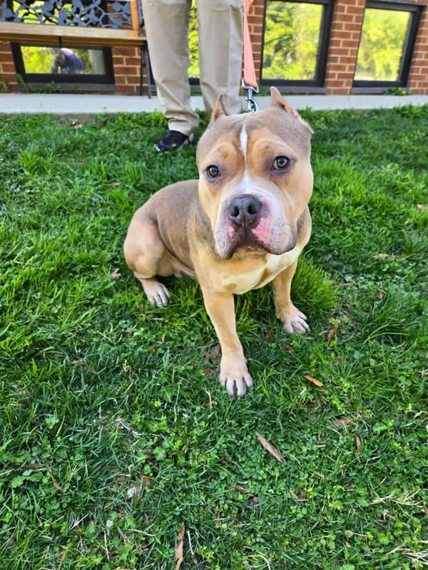 An adult large-sized male Pit Bull Terrier dog named Cuddle Bug for adoption in Millersville, MD