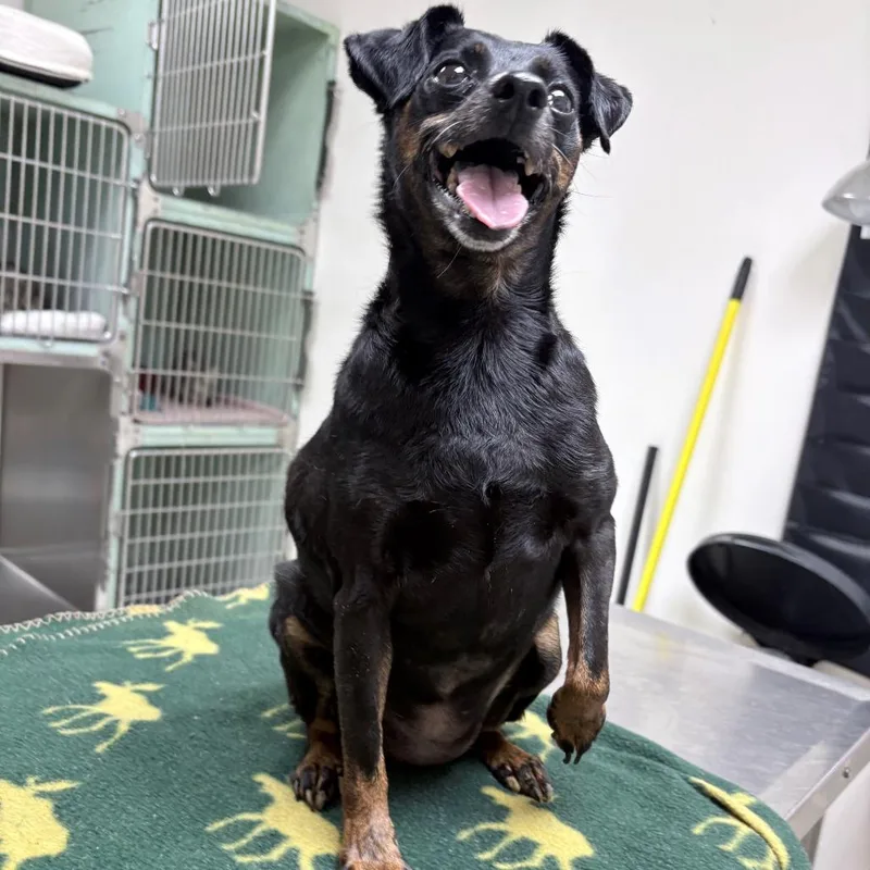 A senior small-sized female Black Miniature Pinscher dog named Bella for adoption in Tyler, TX