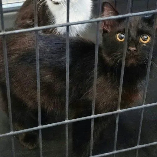 A baby small-sized female Black Domestic Medium Hair cat named Calcifer for adoption in Edmond, OK
