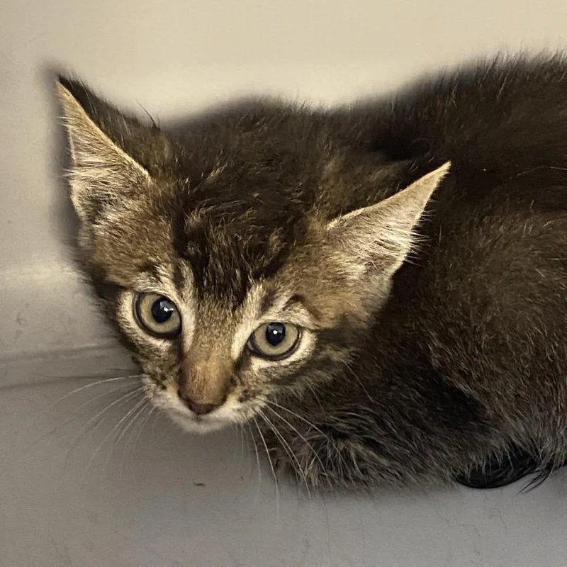 A baby small-sized male Brown / Chocolate Domestic Short Hair cat named Nail File for adoption in Rifle, CO