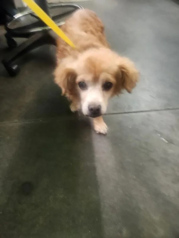 An adult small-sized male Cocker Spaniel dog named Dudley for adoption in Los Angeles, CA
