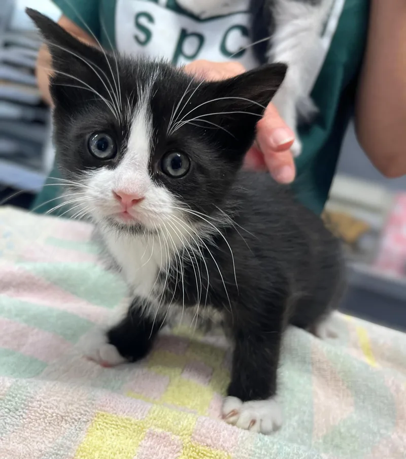 A baby medium-sized male Black & White / Tuxedo Domestic Short Hair cat named Twix for adoption in Seville, OH