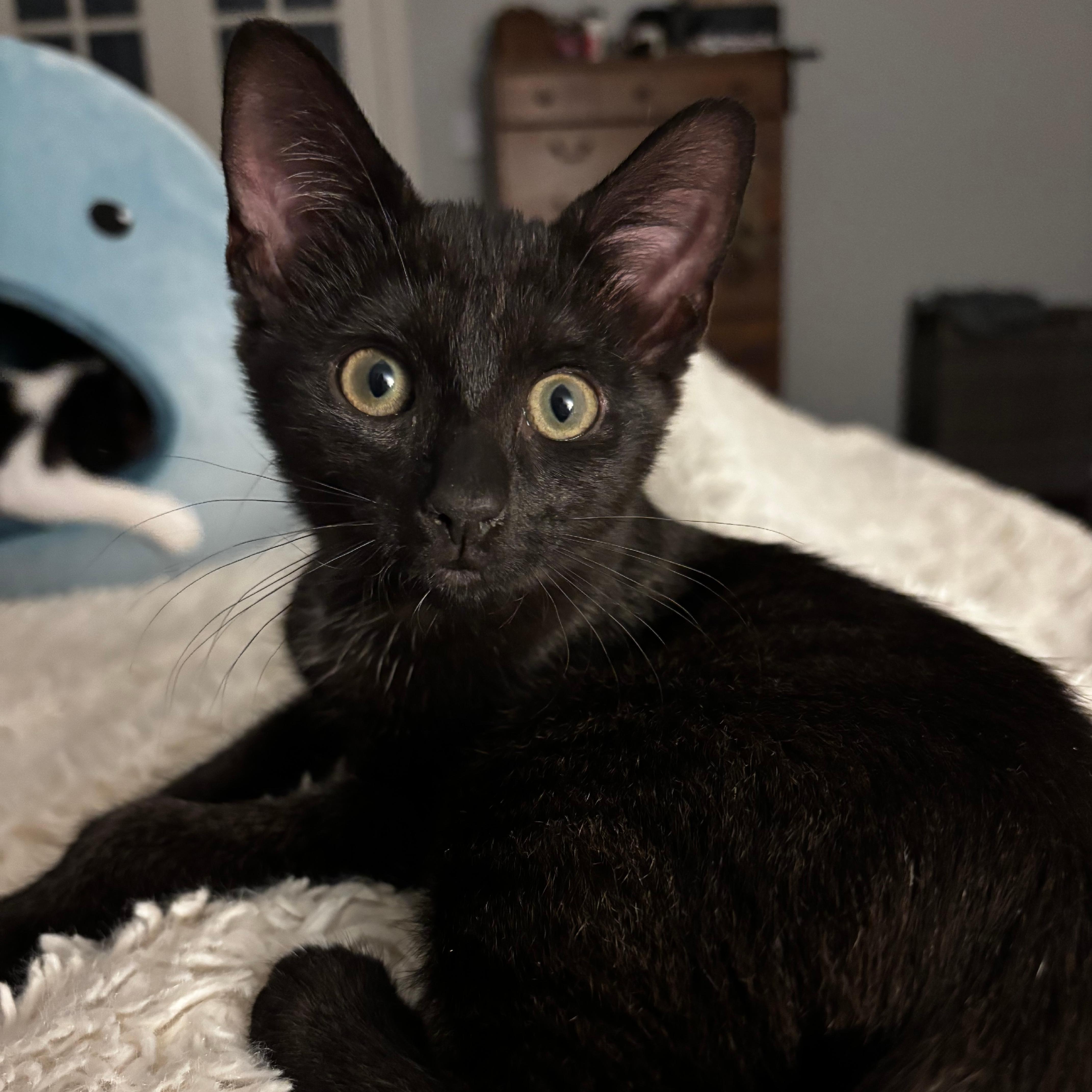 A baby small-sized male Black Domestic Short Hair cat named Jazz Crow for adoption in Richmond, VA