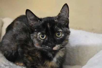 A young medium-sized female Domestic Short Hair cat named Macy for adoption in Kansas City, MO
