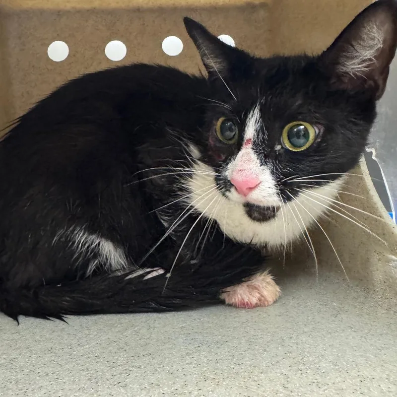 A young small-sized female Black Domestic Short Hair cat named Stray Ruff Davis for adoption in Roxboro, NC