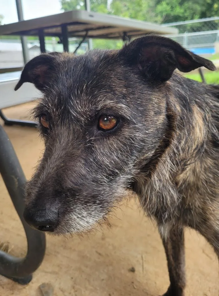 An adult medium-sized female Mixed Breed dog named Snow White for adoption in Lawrenceburg, TN