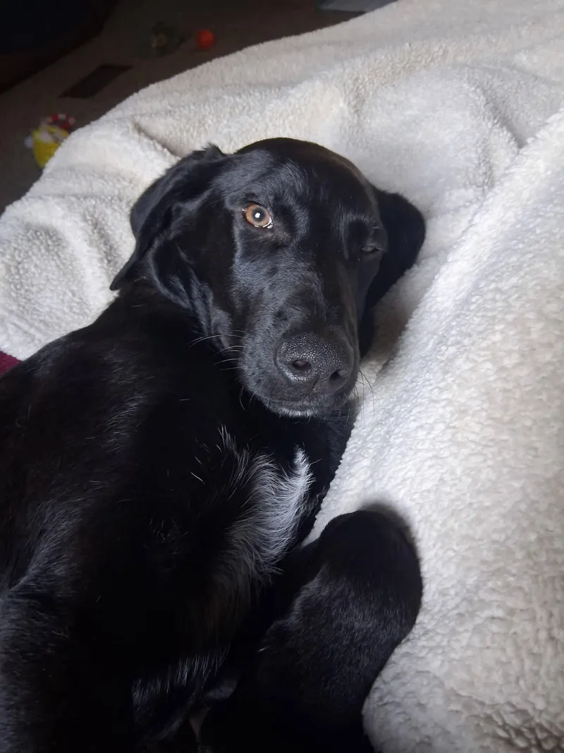 A baby medium-sized male Black Labrador Retriever dog named Howie for adoption in Grand Rapids, MI