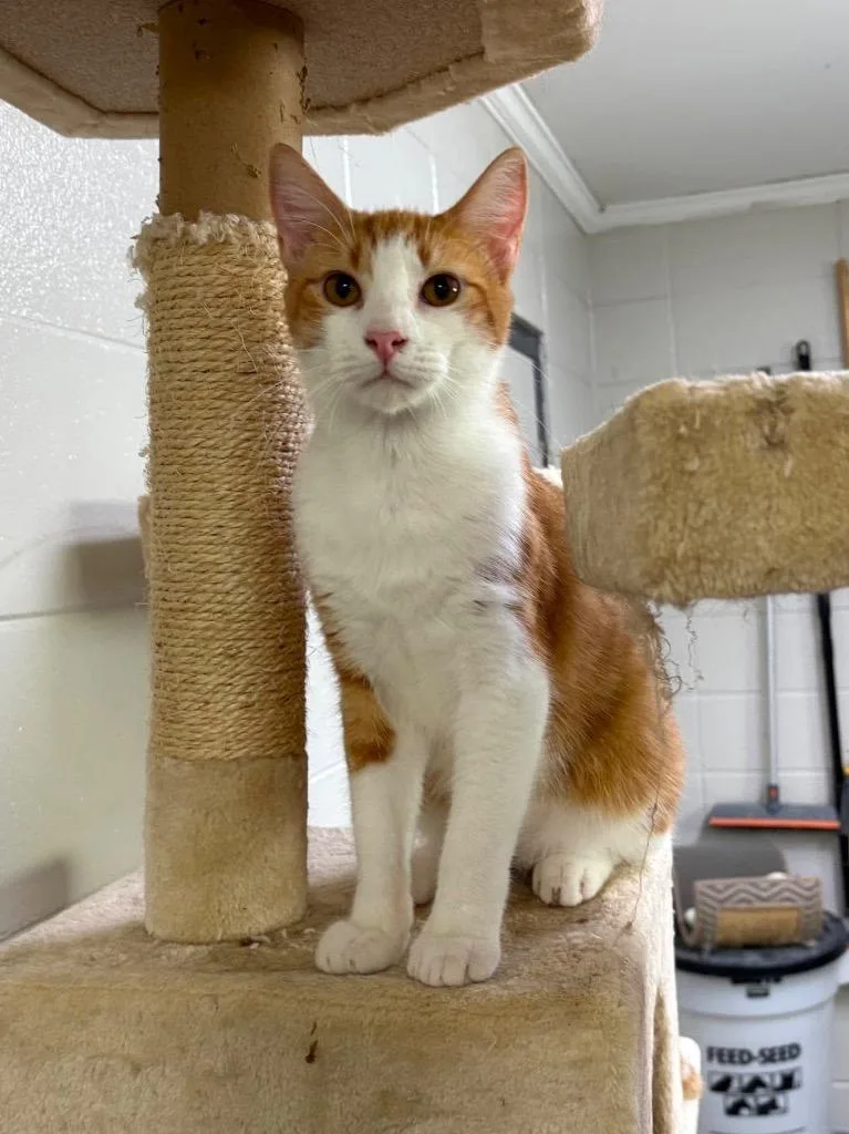 A young large-sized male Domestic Short Hair cat named C Corn Flakes for adoption in Tifton, GA