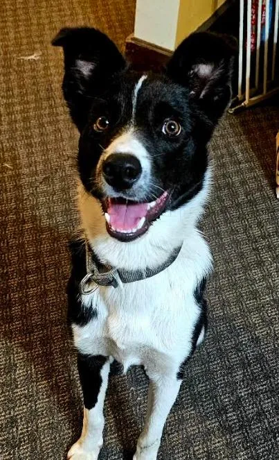 An adult medium-sized male Collie dog named Sir Skedaddleton for adoption in Brooklyn Center, MN