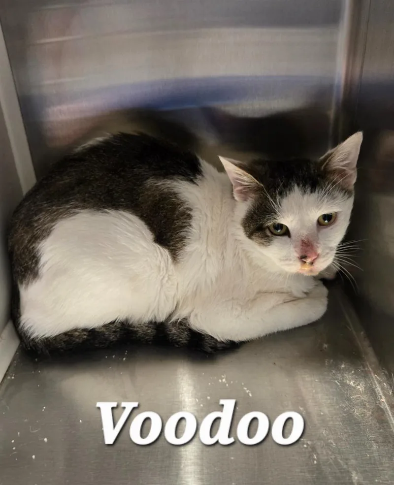A young large-sized male Domestic Short Hair cat named Voodoo for adoption in Sidney, OH