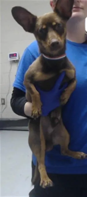 A young medium-sized male Chihuahua dog named Winky for adoption in Fayetteville, NC