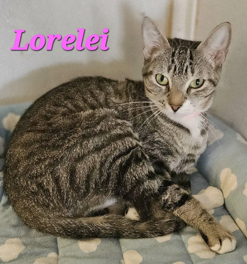 An adult medium-sized female Gray / Blue / Silver Tabby cat named Lorelei for adoption in Macon, GA