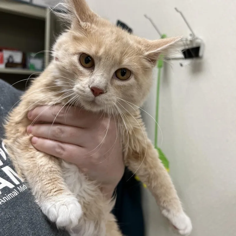 A baby small-sized female Orange / Red Domestic Short Hair cat named Tonie for adoption in Pekin, IL