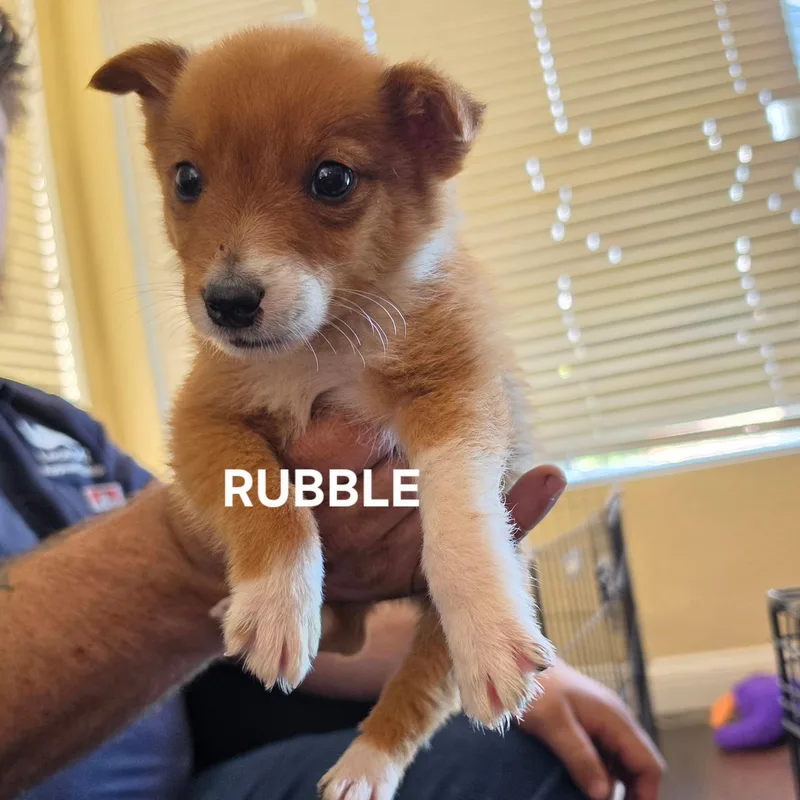 A baby medium-sized male Red / Chestnut / Orange Australian Cattle Dog / Blue Heeler dog named Rubble for adoption in Brentwood, CA