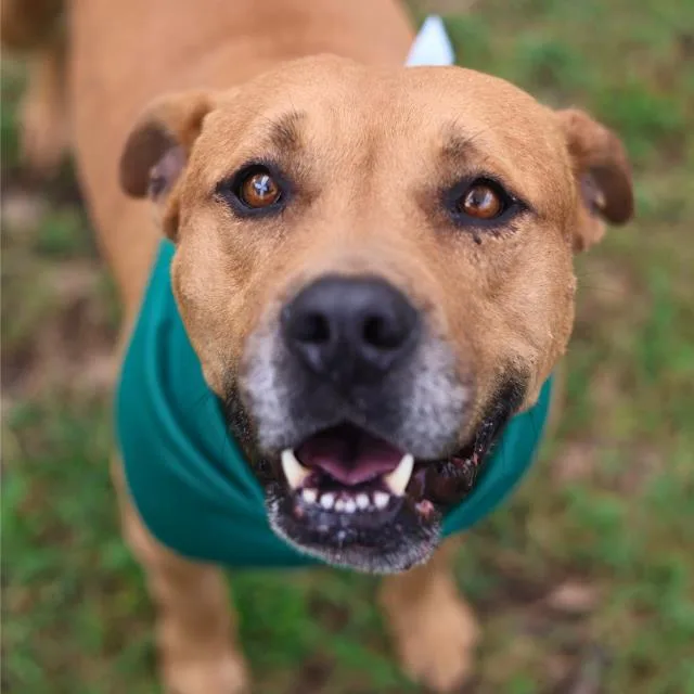 An adult large-sized female American Staffordshire Terrier dog named Marrideth for adoption in San Antonio, TX