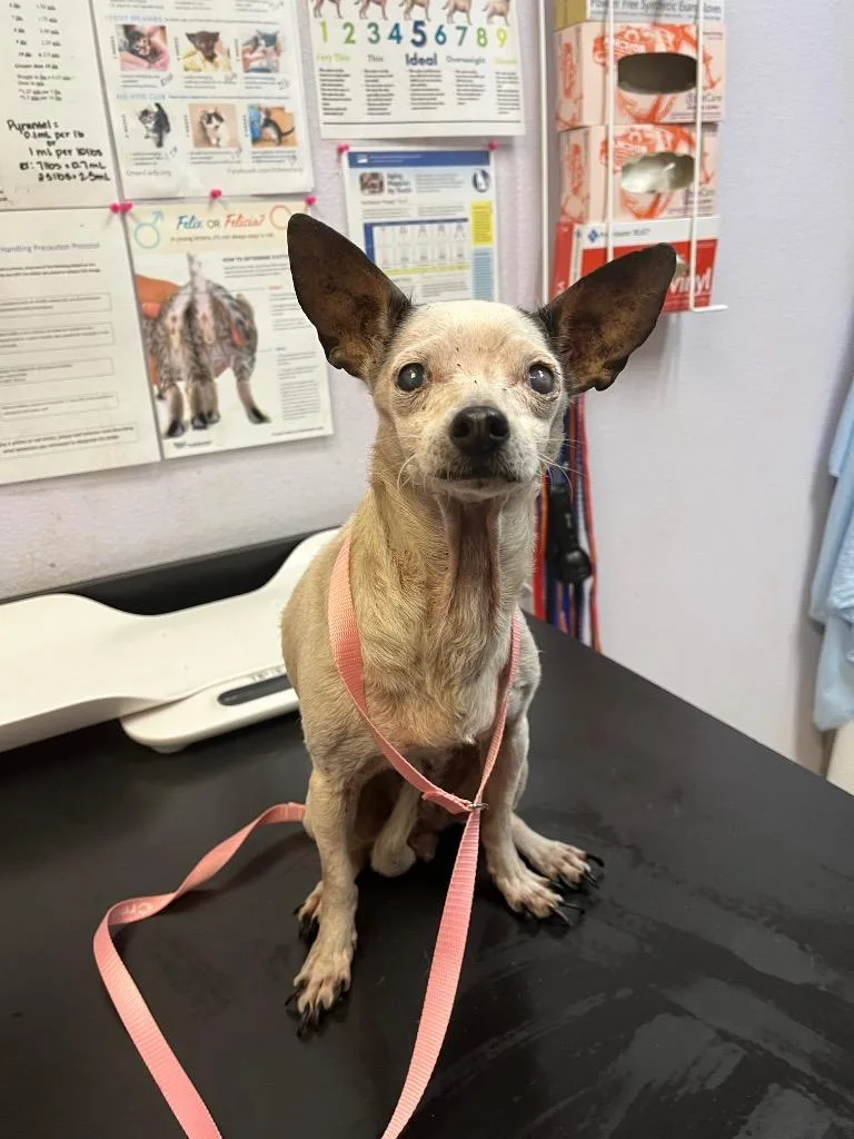 A senior small-sized female Chihuahua dog named P. Hilton for adoption in New Braunfels, TX
