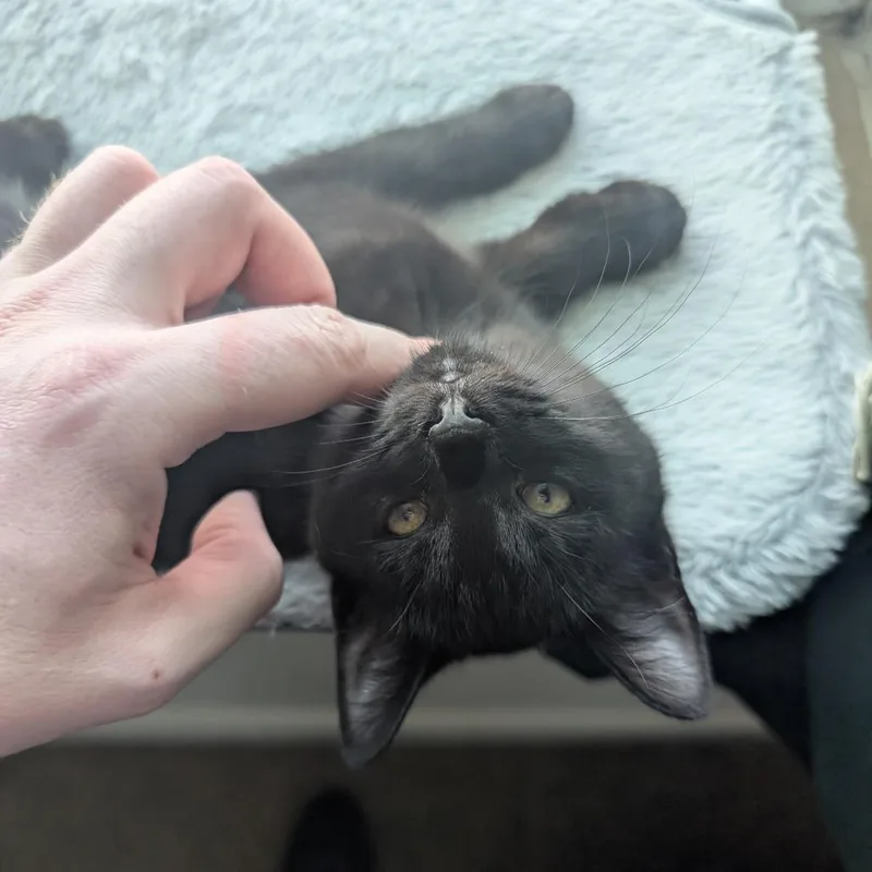 A baby small-sized female Black Domestic Short Hair cat named Mouse for adoption in Shelbyville, IN