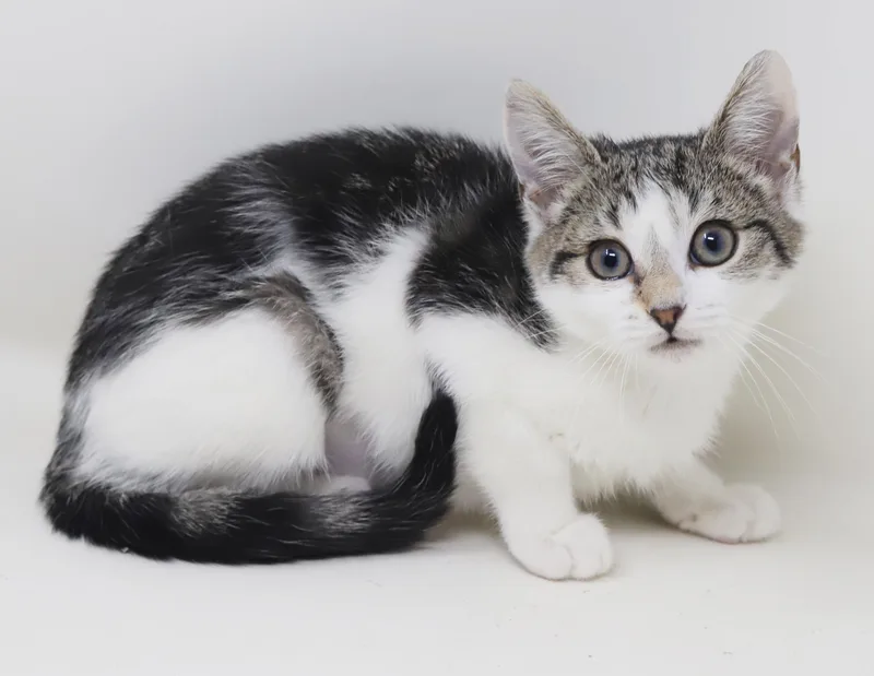 A baby small-sized male White Turkish Van cat named Julianne Floof  she for adoption in Bedford Hills, NY