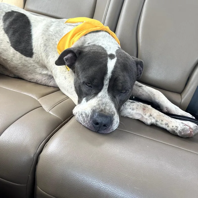 An adult large-sized male Mixed Breed dog named Hunter for adoption in Duncan, OK