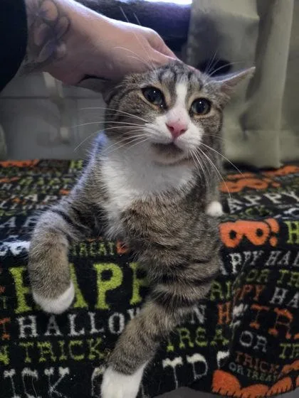 Kingsley thumbnail 2