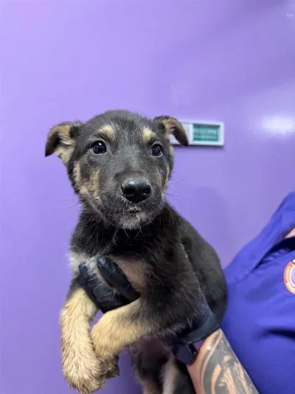 A baby small-sized female Black Belgian Shepherd / Malinois dog named 60837328 for adoption in El Paso, TX