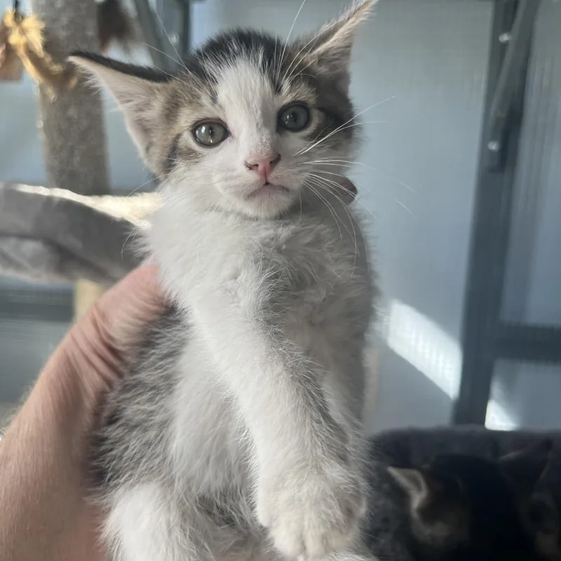 A baby small-sized female White Domestic Short Hair cat named Afton for adoption in Normal, IL