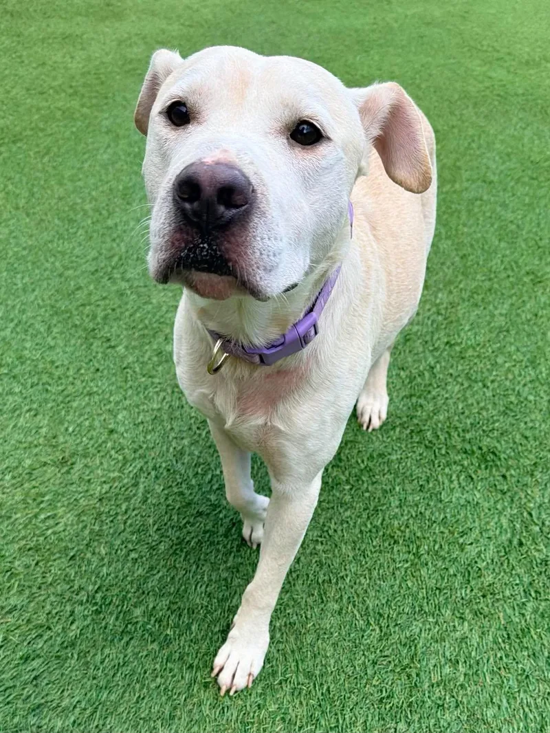 An adult medium-sized male Labrador Retriever dog named Blanco Gentle Soul for adoption in Sugar Land, TX