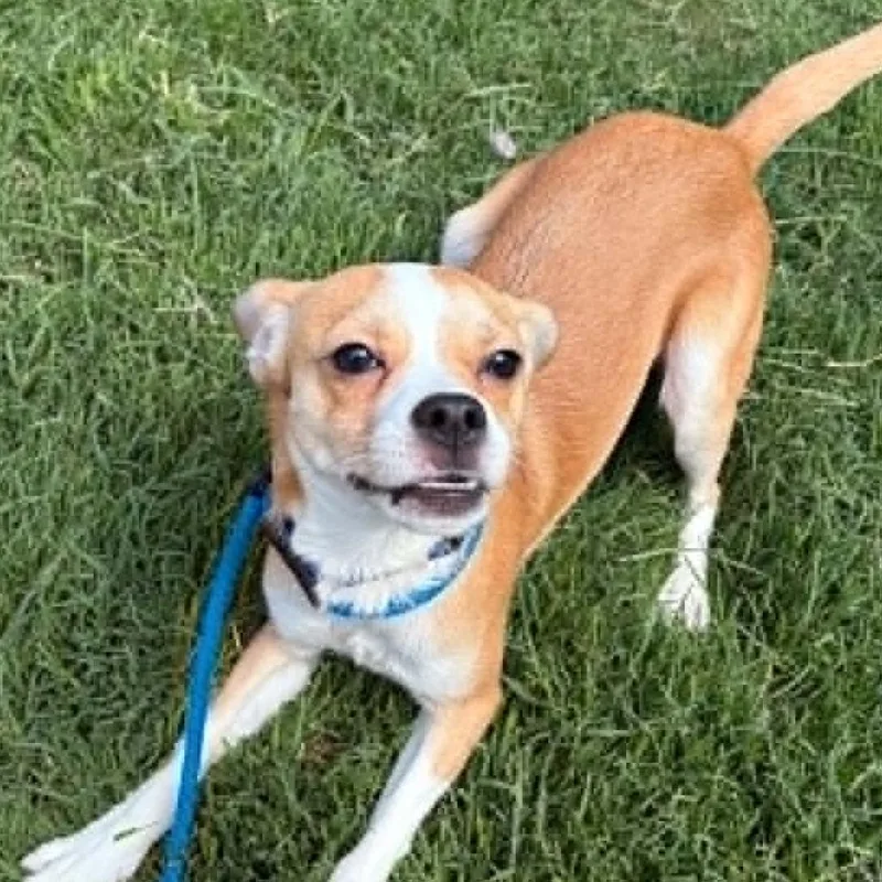 A young small-sized male Yellow / Tan / Blond / Fawn Beagle dog named Martie for adoption in Concord, NC