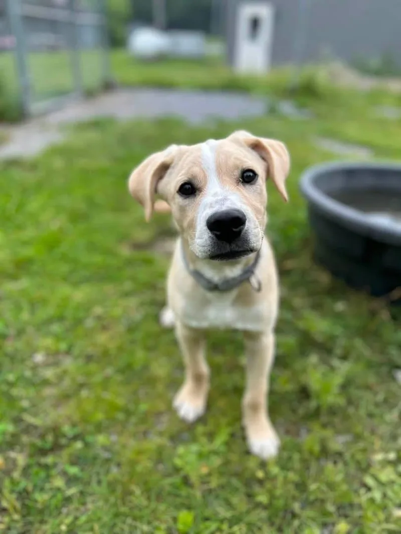 A young medium-sized male Labrador Retriever dog named Biscuit for adoption in Howes Cave, NY