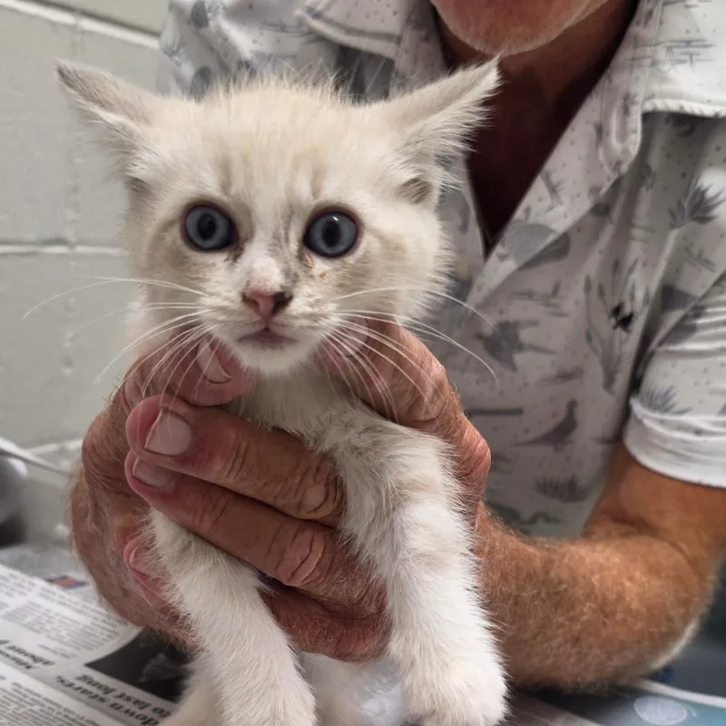 A baby small-sized female Domestic Medium Hair cat named Jessie for adoption in Jacksonville, FL