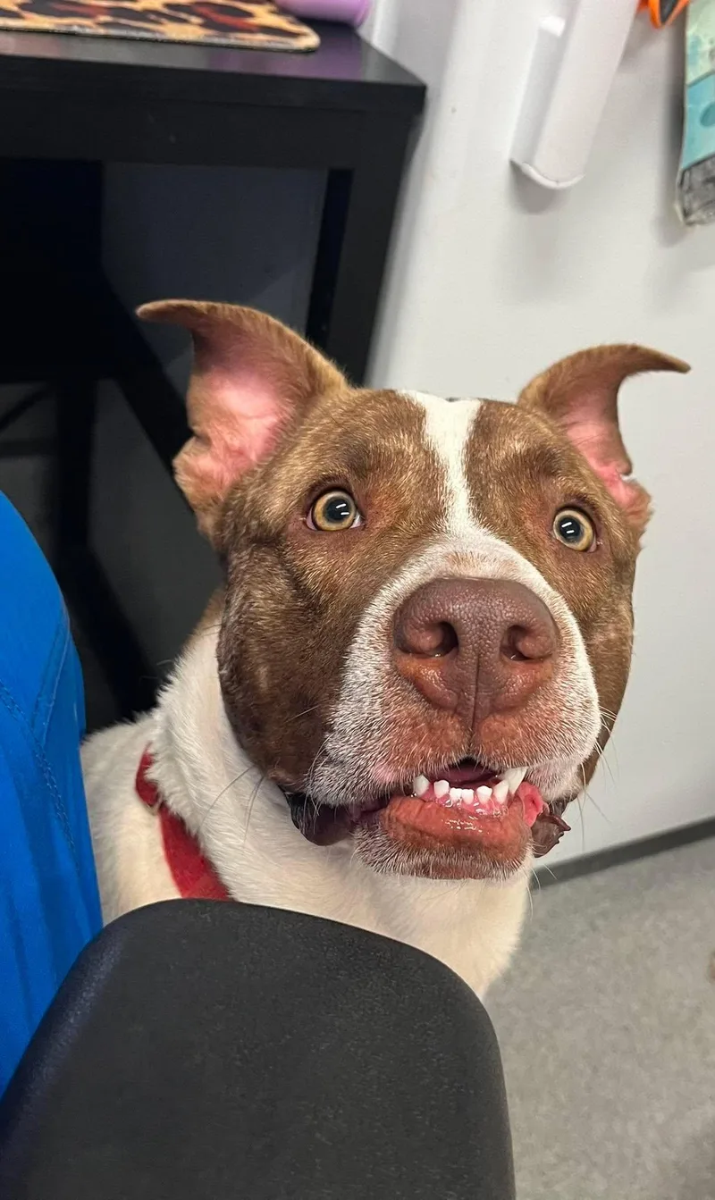 An adult medium-sized male Mixed Breed dog named Bear for adoption in Moundsville, WV
