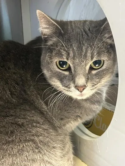 An adult medium-sized female Domestic Short Hair cat named Chloe for adoption in Kansas City, MO