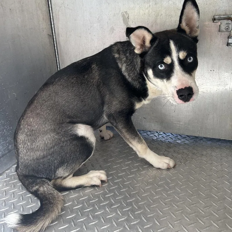A young medium-sized male Black Husky dog named Elwood for adoption in Greensboro, NC