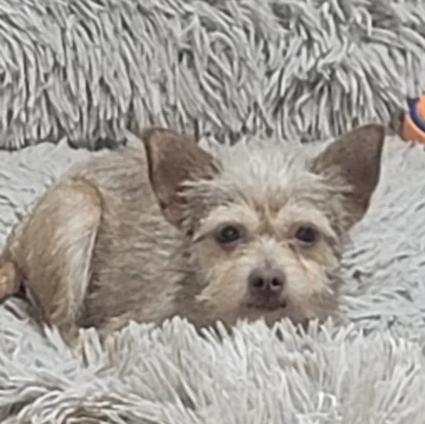 Minnie thumbnail 6