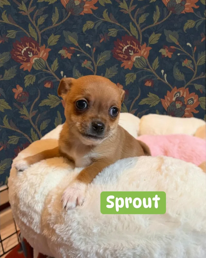 Sprout thumbnail 2