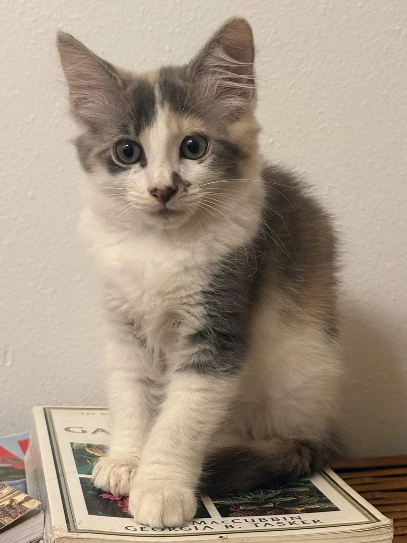Miss Emmaline