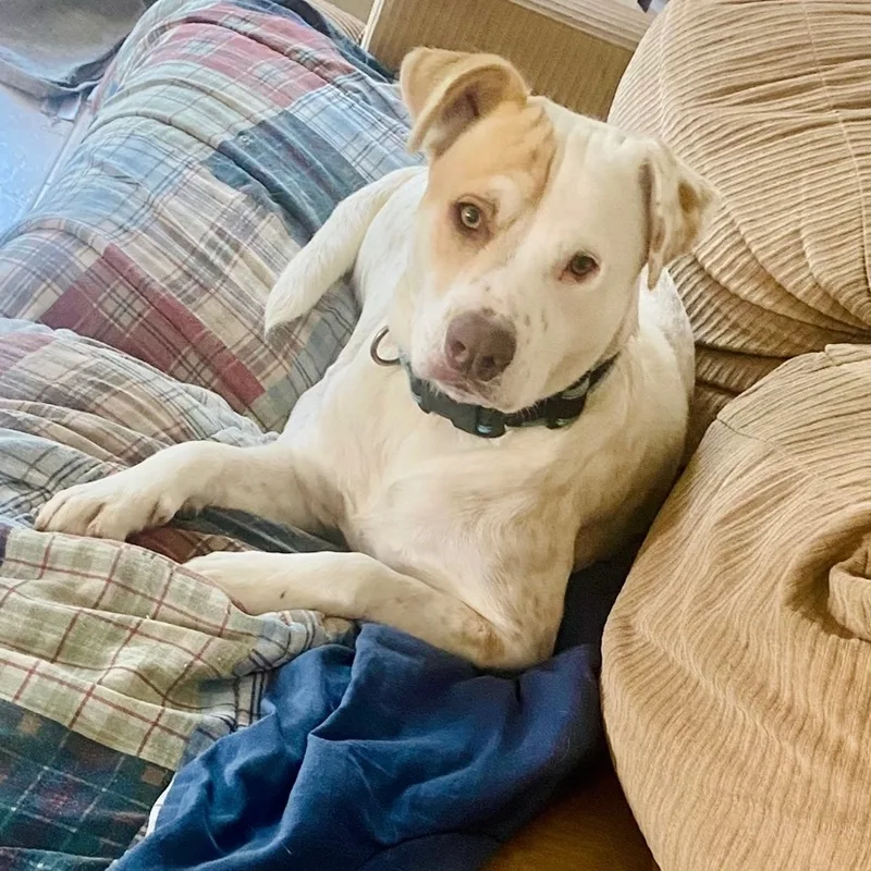 An adult large-sized male White / Cream Labrador Retriever dog named Murdock Wvjct for adoption in Missouri City, TX