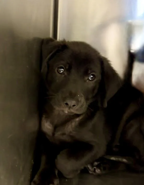 A baby small-sized male German Shepherd Dog dog named Baxter for adoption in Mobile, AL