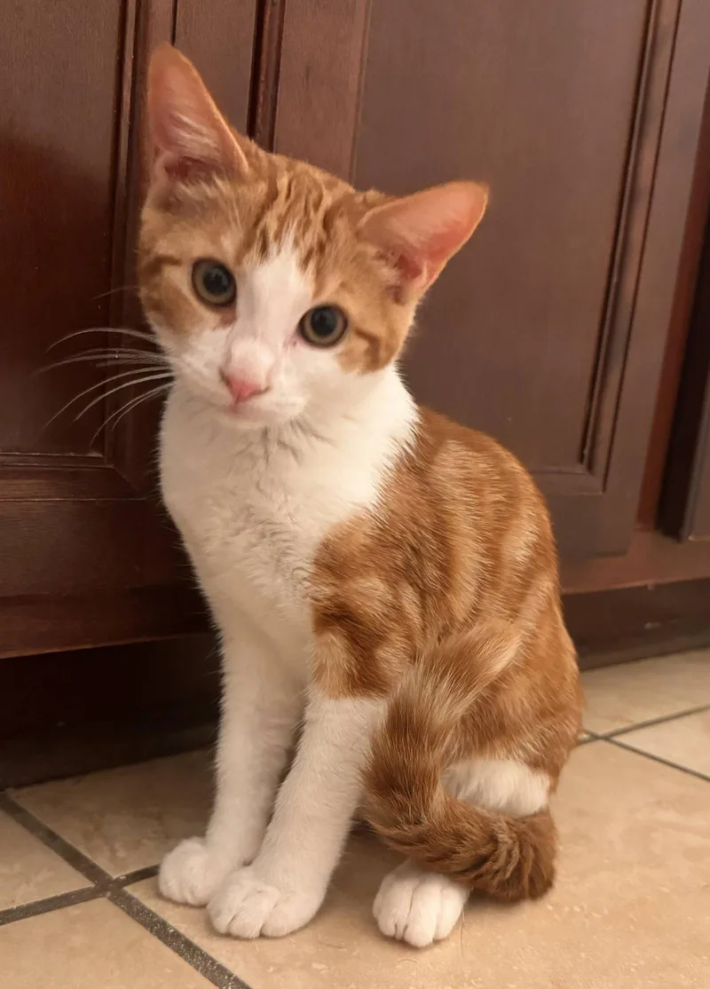 A baby medium-sized female Orange & White Domestic Short Hair cat named Jovian for adoption in Buford, GA