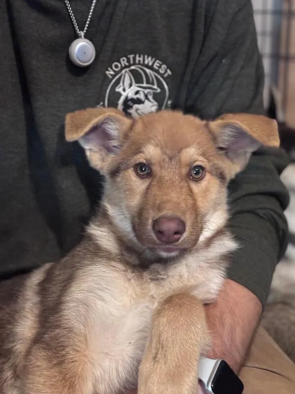 A young large-sized female Golden German Shepherd Dog dog named Uma for adoption in renton, WA
