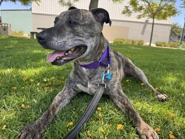 An adult large-sized male Pit Bull Terrier dog named Rocky for adoption in San Diego, CA