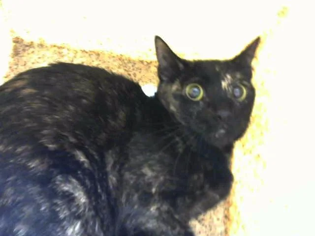 A young medium-sized female Domestic Short Hair cat named Delilah for adoption in Albuquerque, NM